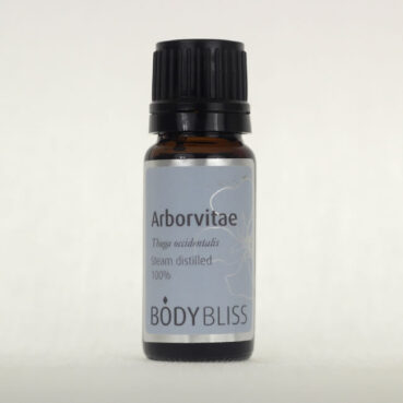 Arborvitae