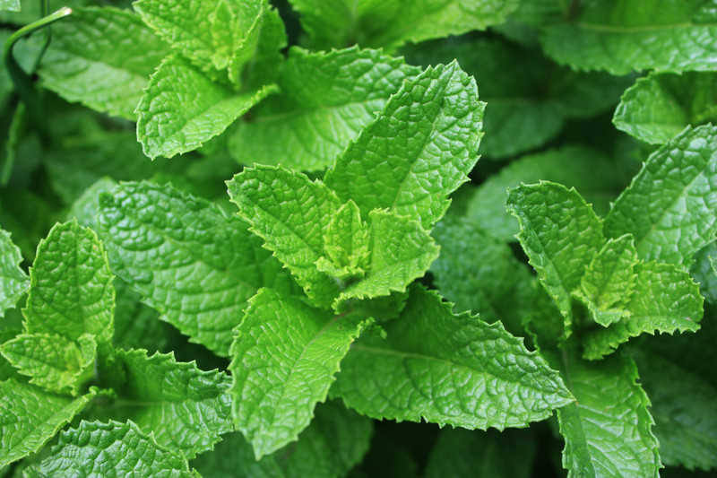 spearmint